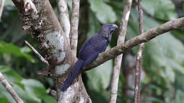 Smooth-billed Ani - ML559731291