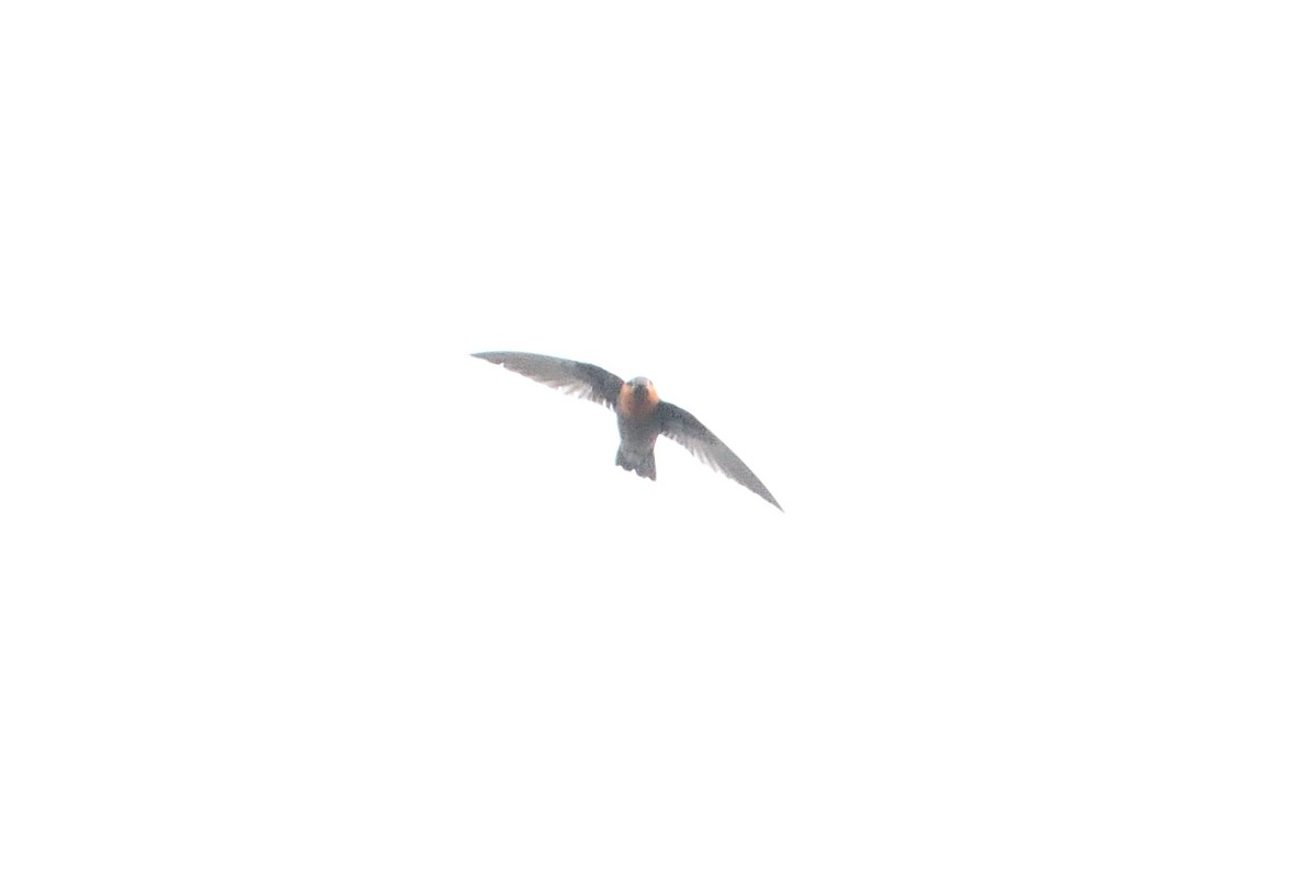 Chestnut-collared Swift - Barry Blust