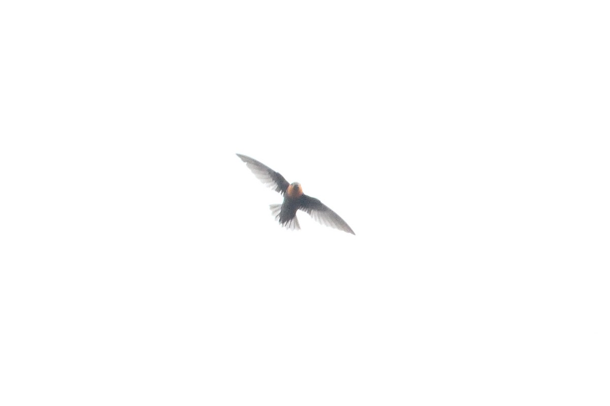 Chestnut-collared Swift - Barry Blust