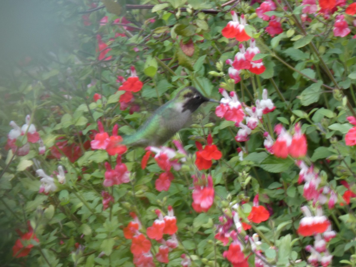 Anna's Hummingbird - ML559732101
