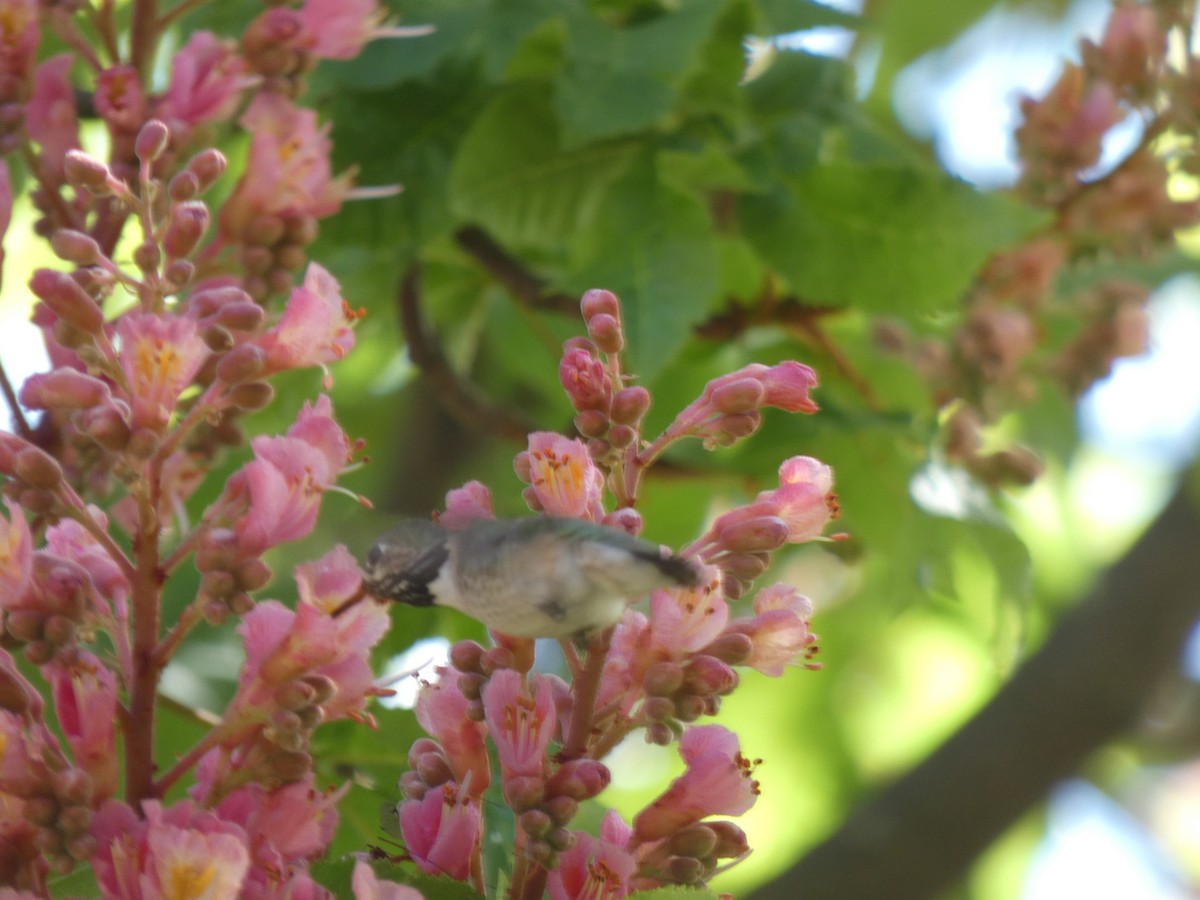 Calliope Hummingbird - ML559732271