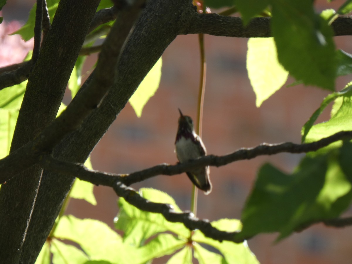 Calliope Hummingbird - ML559732281