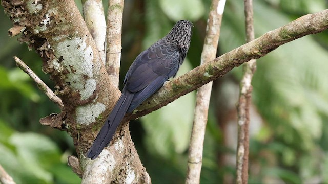 Smooth-billed Ani - ML559732291