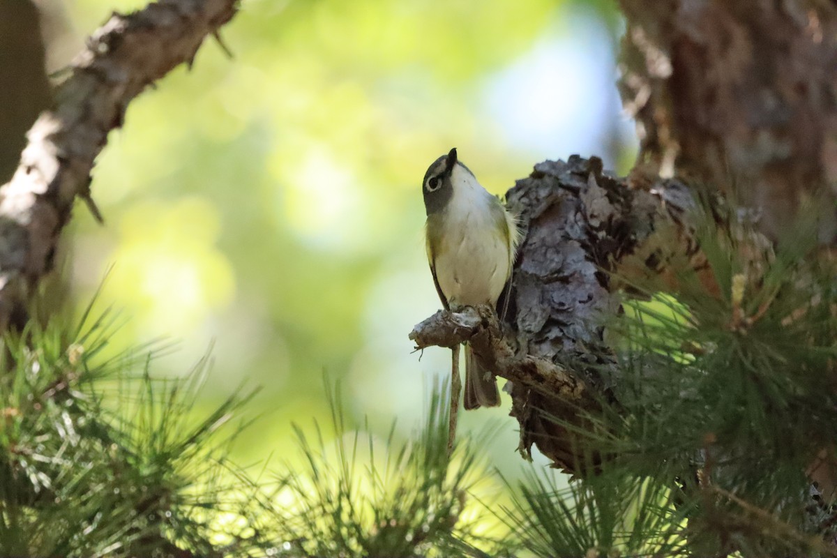 Blue-headed Vireo - ML559732311