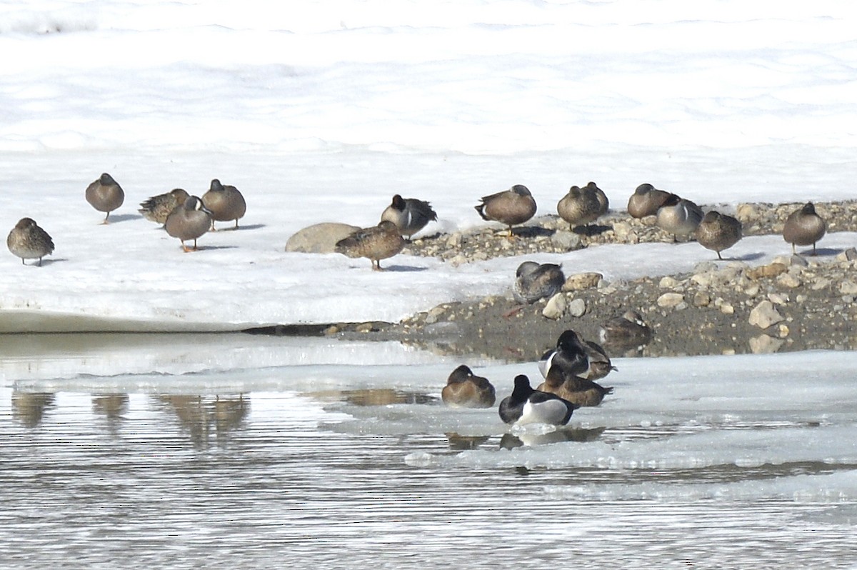 Ring-necked Duck - ML559733821