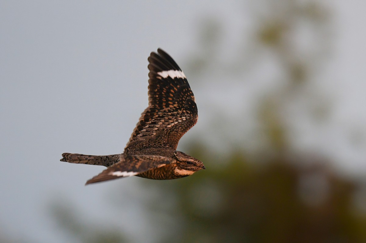 Lesser Nighthawk - ML559735291