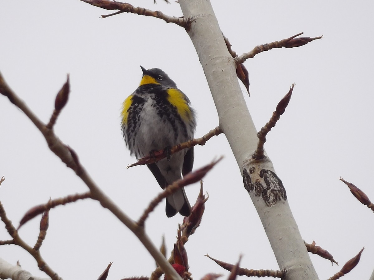 Yellow-rumped Warbler - ML559736691