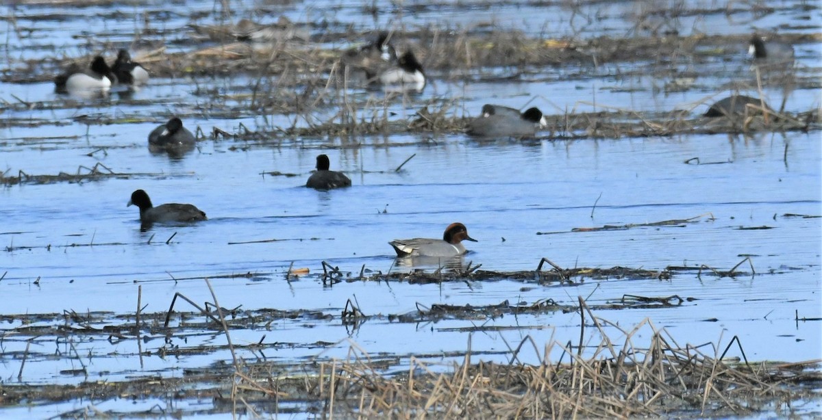 Green-winged Teal - Marcia Suchy