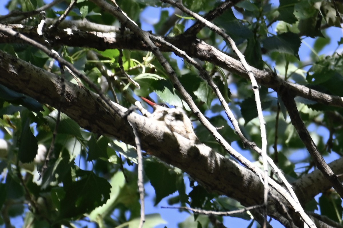 Violet-crowned Hummingbird - ML559738381