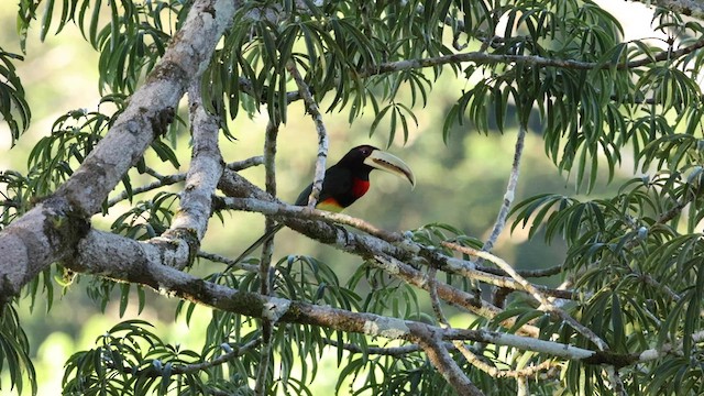 Красногрудый арасари (flavirostris) - ML559738421