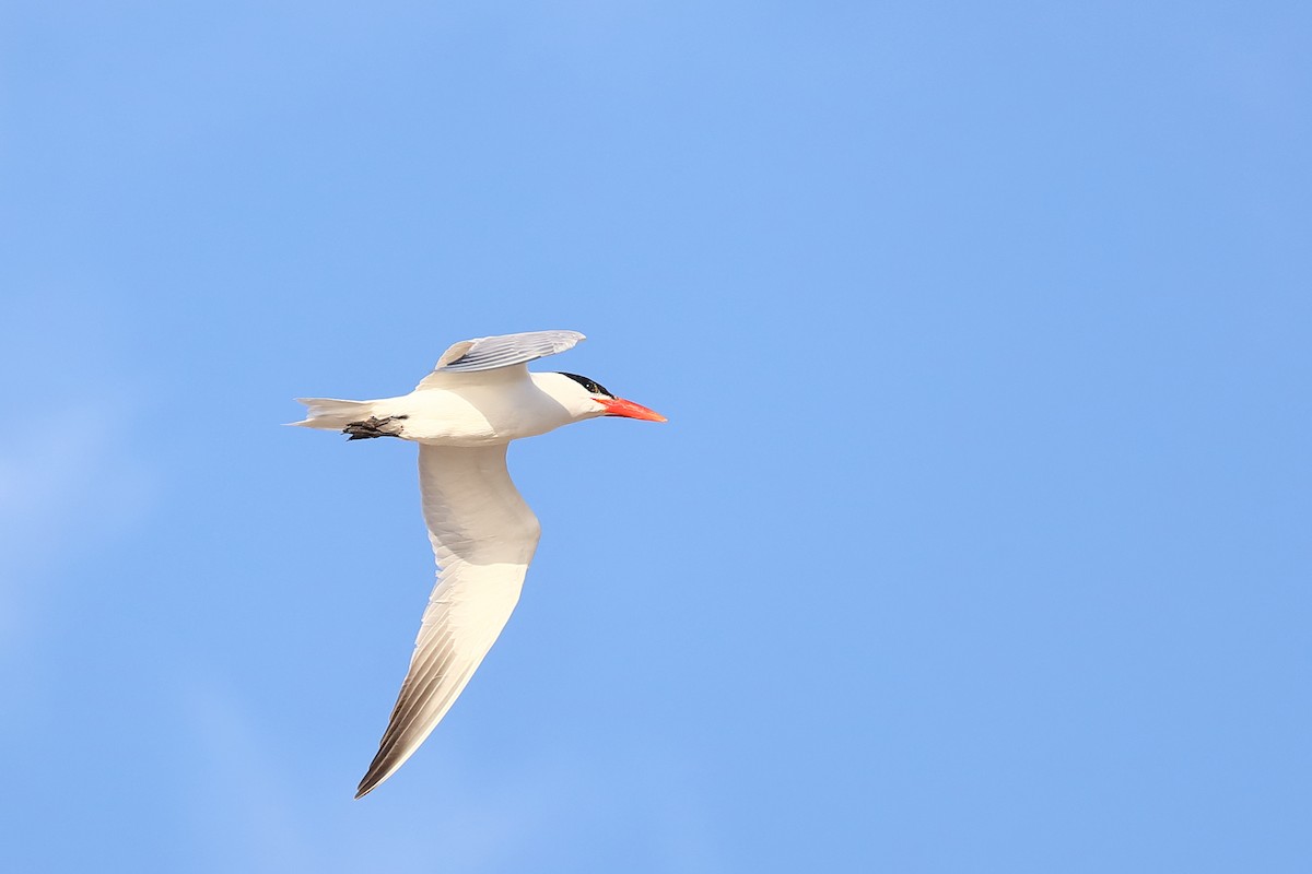 Caspian Tern - ML559738801