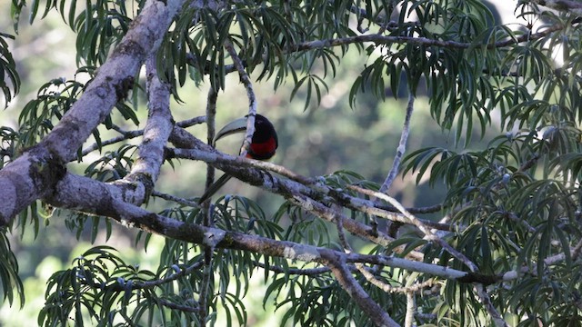 Аракарі чорногрудий (підвид flavirostris) - ML559739331