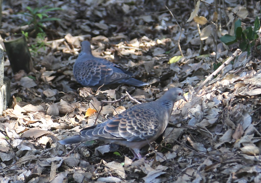 Дорнын хүүрзгэнэ - ML559739821