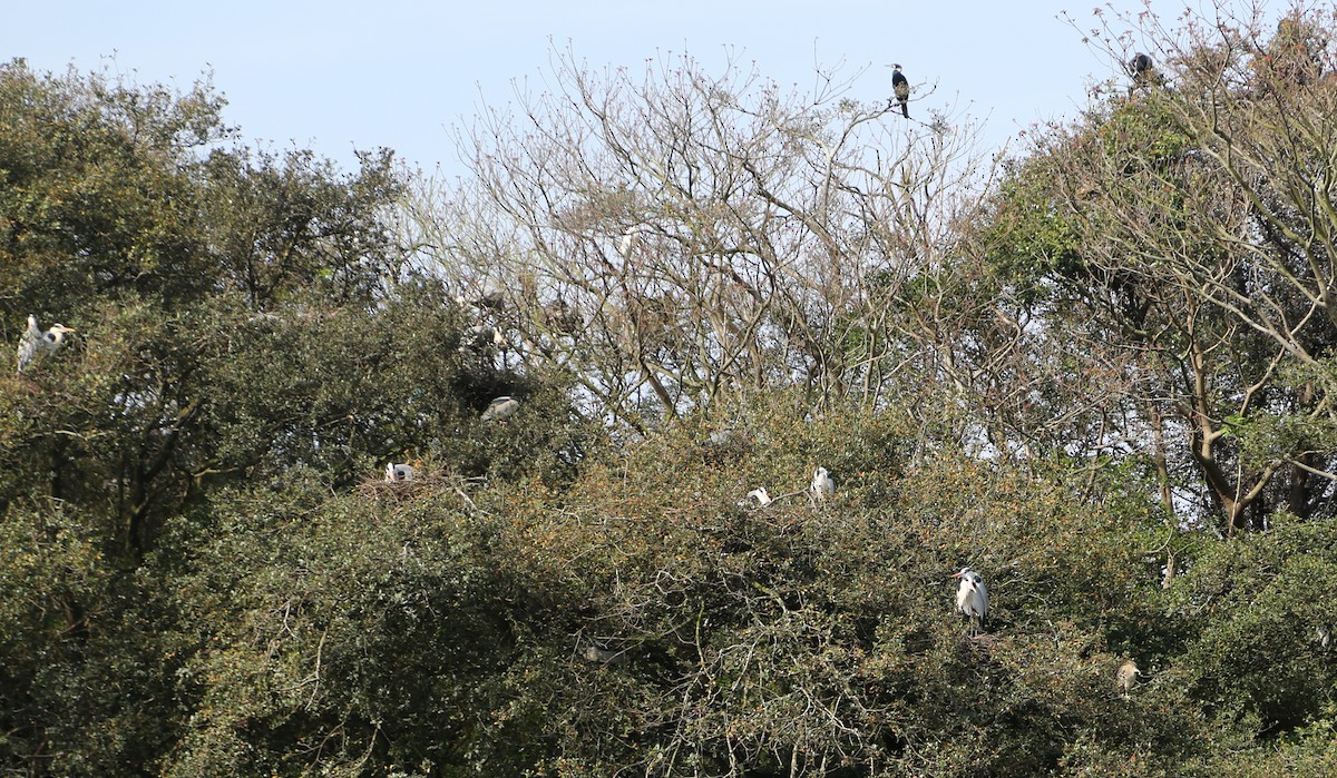 Хөх дэглий - ML559739891