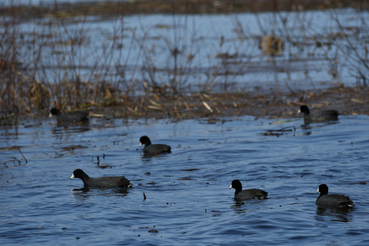 American Coot - ML559740441