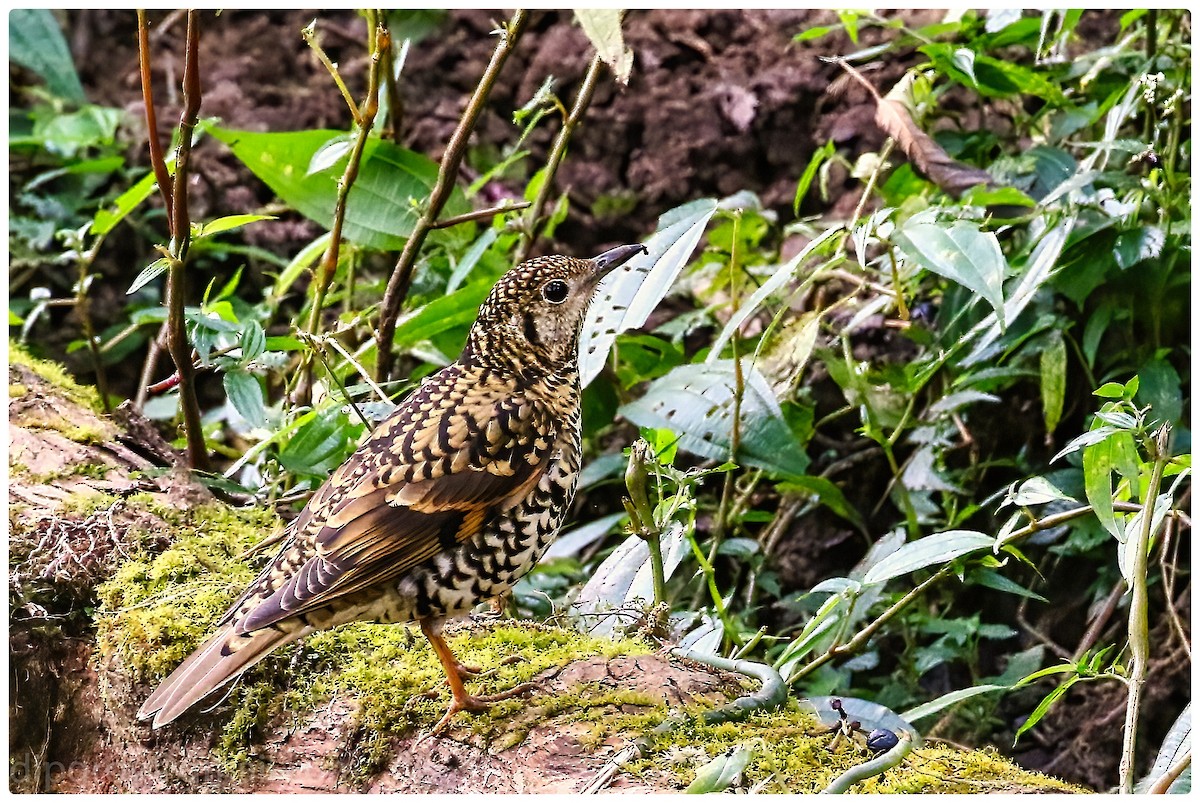 Scaly Thrush - Diptesh Ghosh Roy