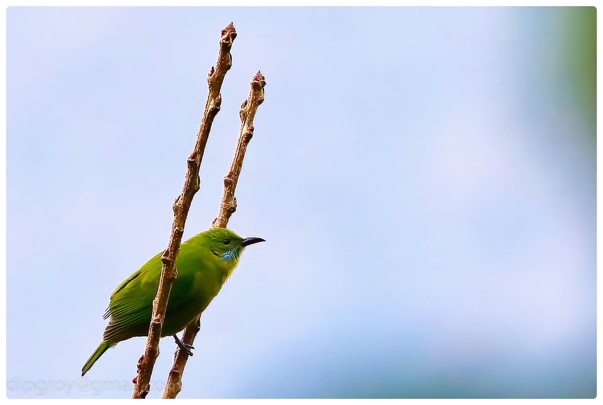 Orange-bellied Leafbird - Diptesh Ghosh Roy