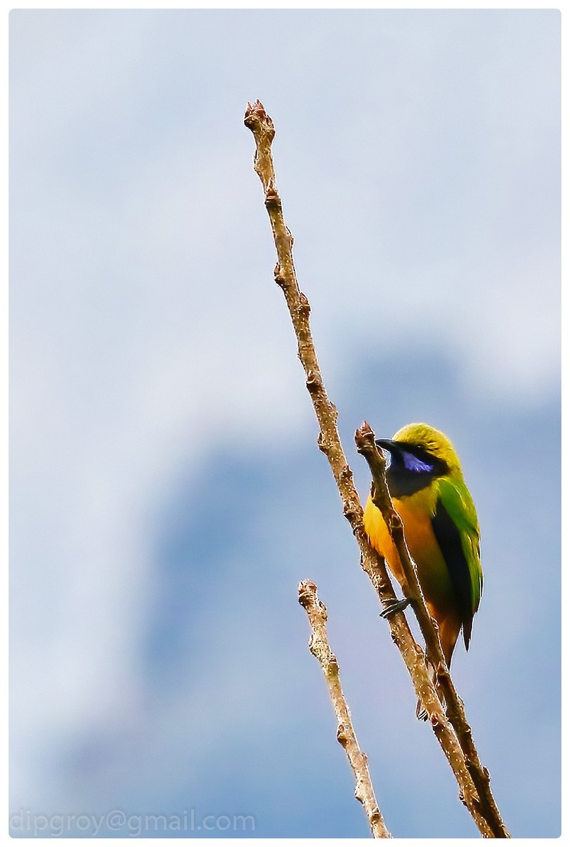 Orange-bellied Leafbird - Diptesh Ghosh Roy
