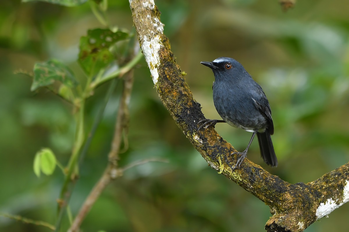 White-bellied Sholakili - Udaya Kumar Balasubramanian