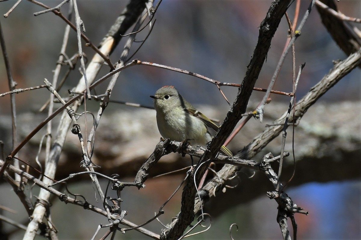 Ruby-crowned Kinglet - ML559742401