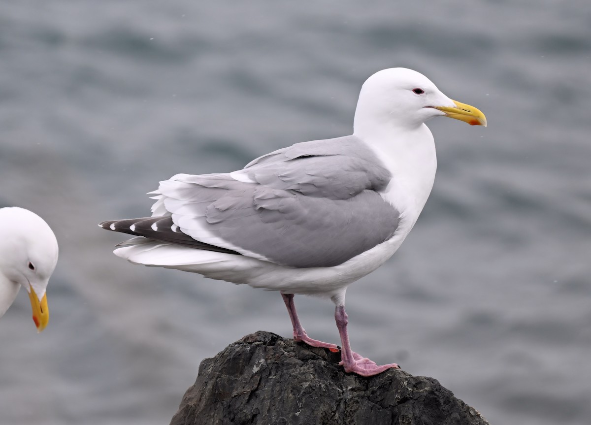 Herring x Glaucous-winged Gull (hybrid) - ML559742461
