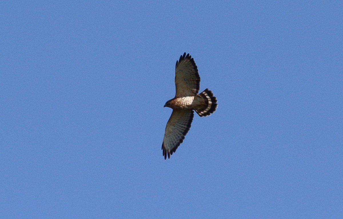 Broad-winged Hawk - Bruce Schuette