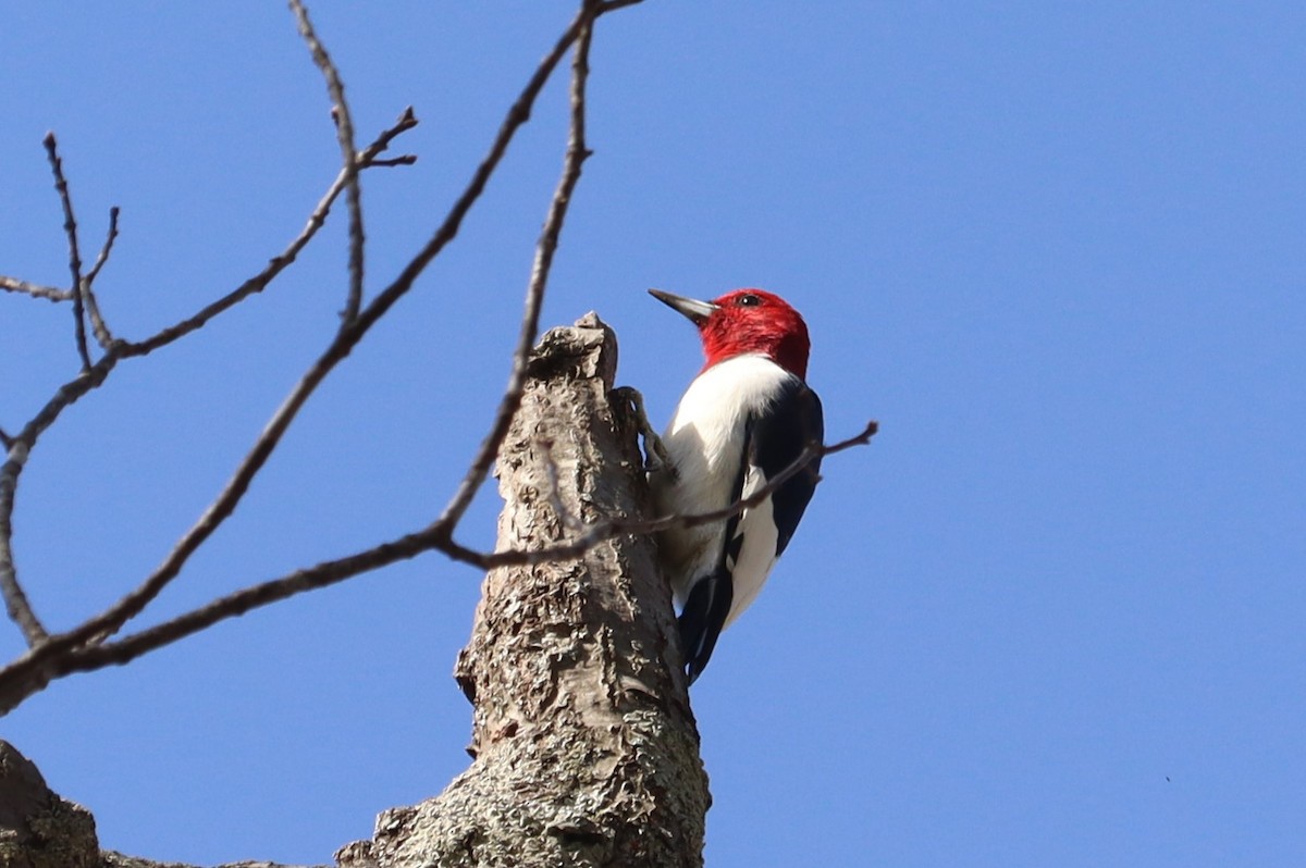 Red-headed Woodpecker - Bruce Schuette