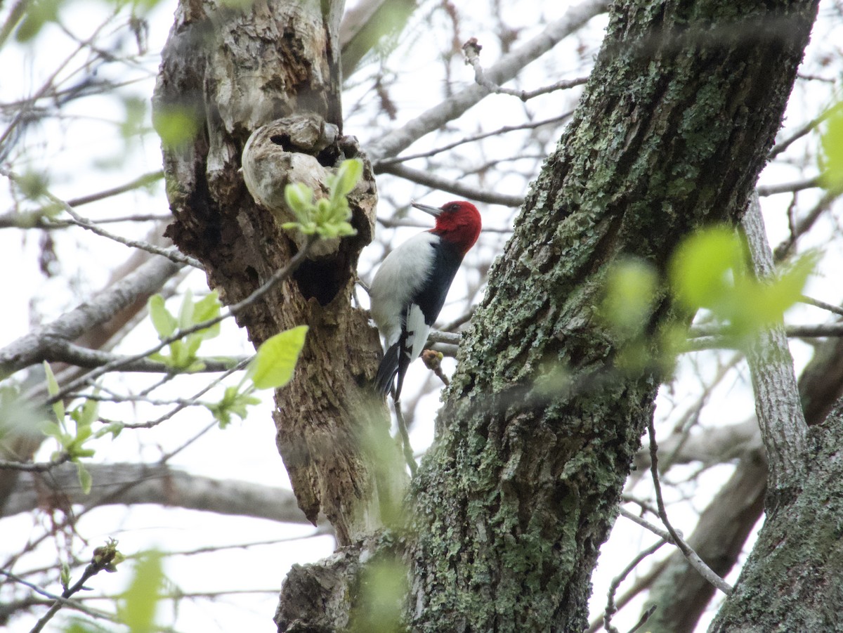 Red-headed Woodpecker - ML559743651