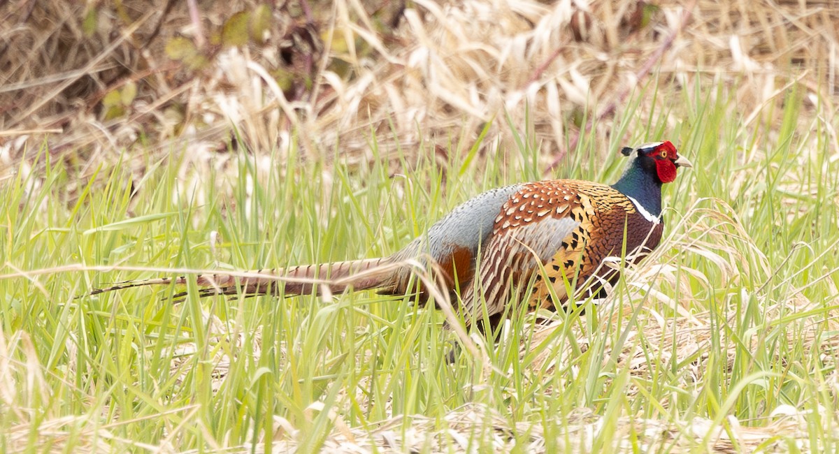 Ring-necked Pheasant - Nita Wu