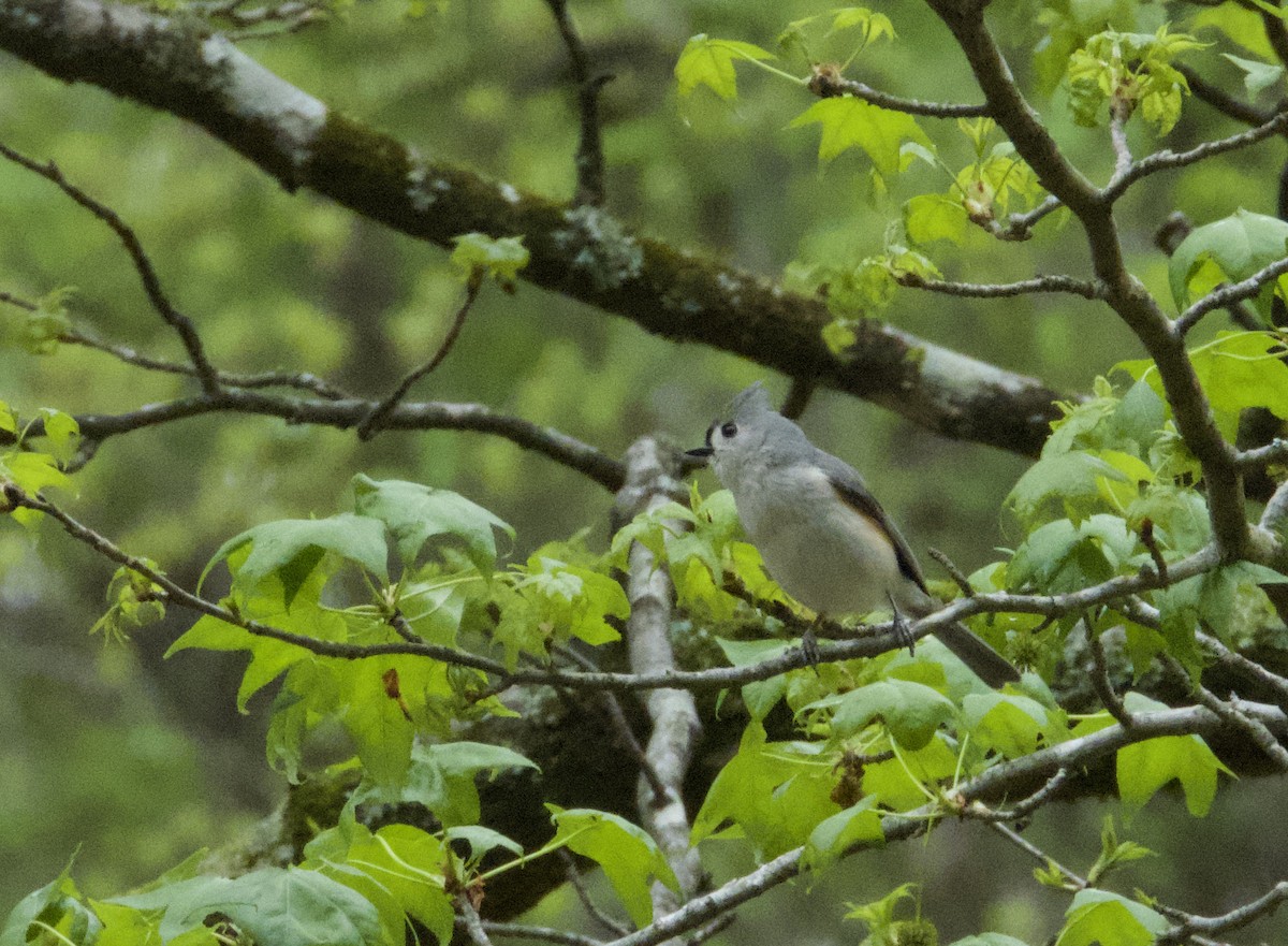 Tufted Titmouse - ML559743761