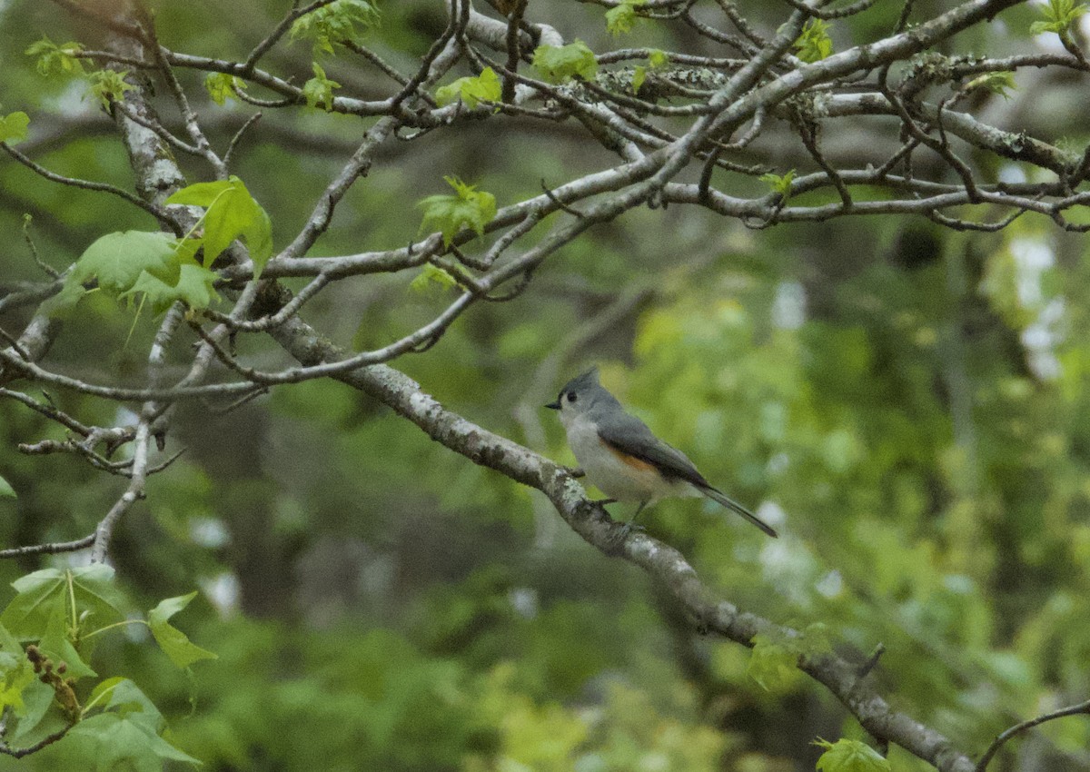 Tufted Titmouse - ML559743771