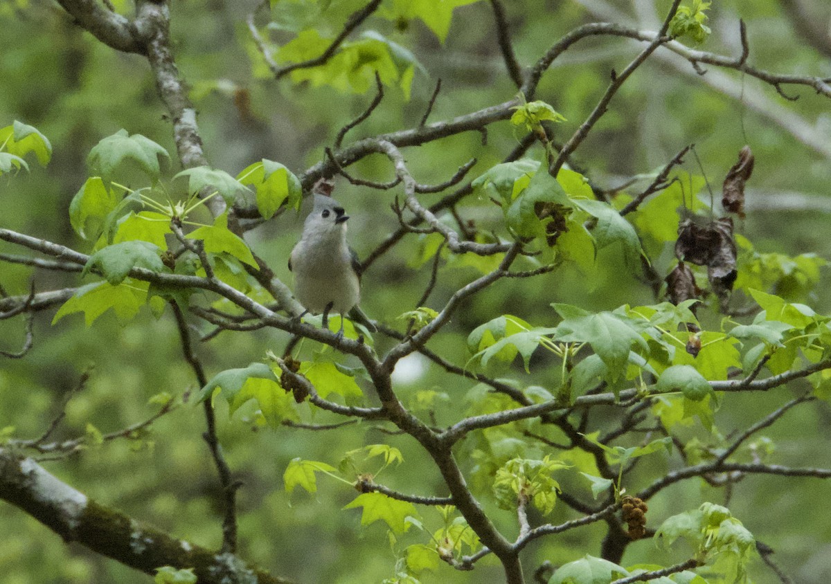 Tufted Titmouse - ML559743781