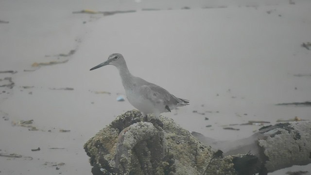 Willet - ML559744541