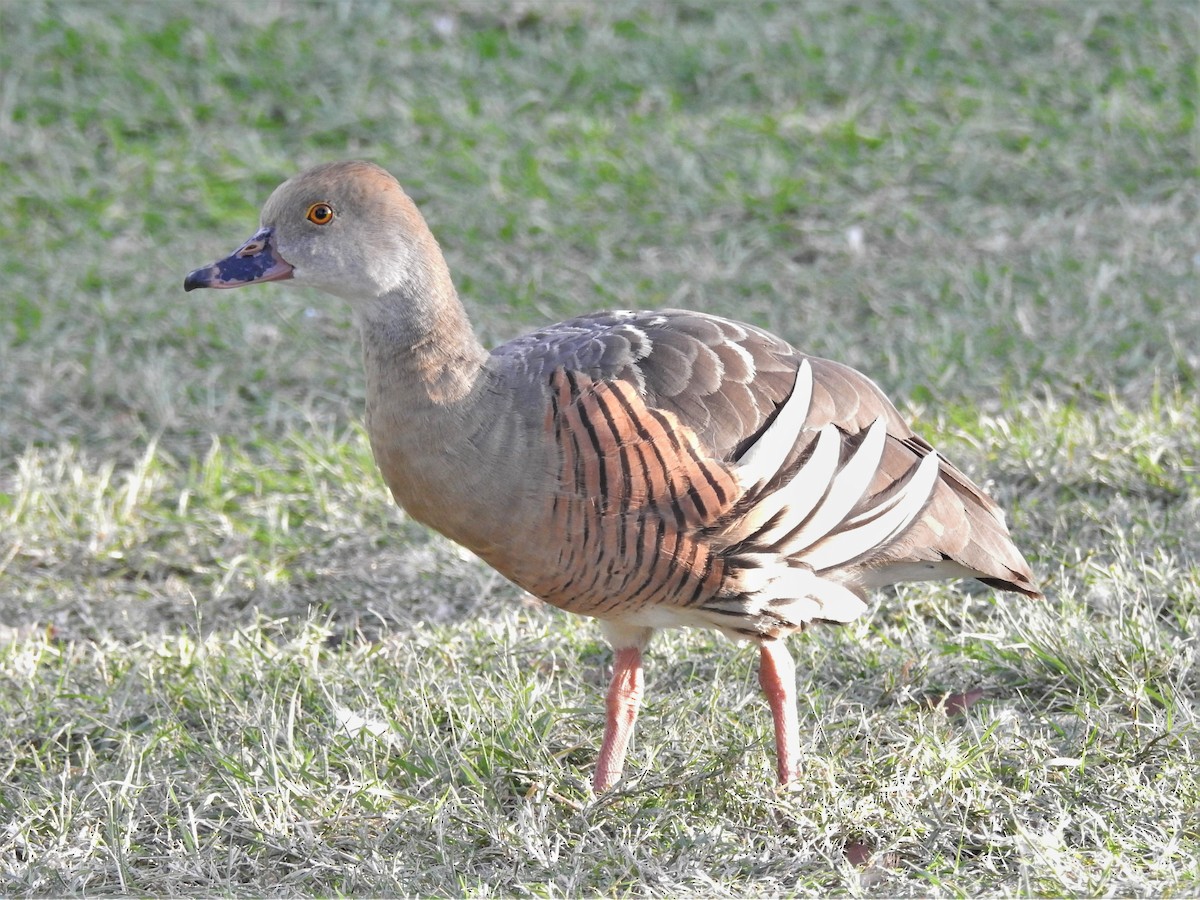 Plumed Whistling-Duck - Guy Castley