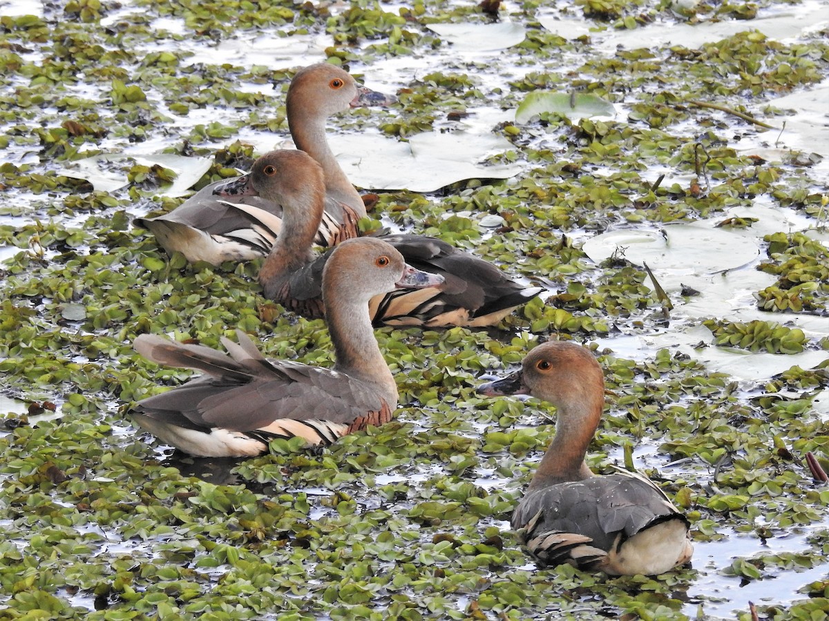 Plumed Whistling-Duck - ML559745061