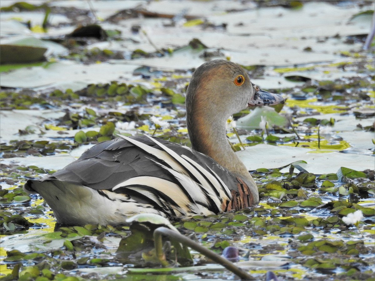 Plumed Whistling-Duck - ML559745071