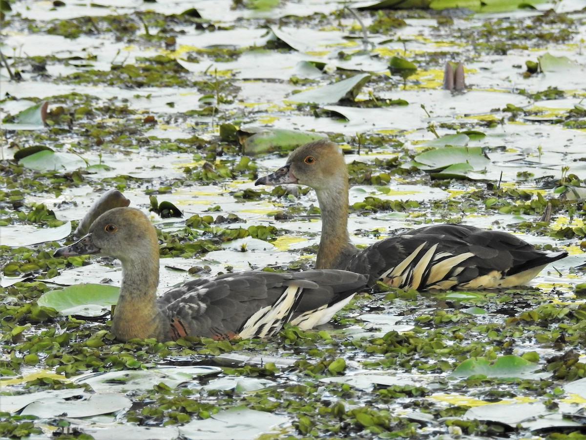 Plumed Whistling-Duck - ML559745081