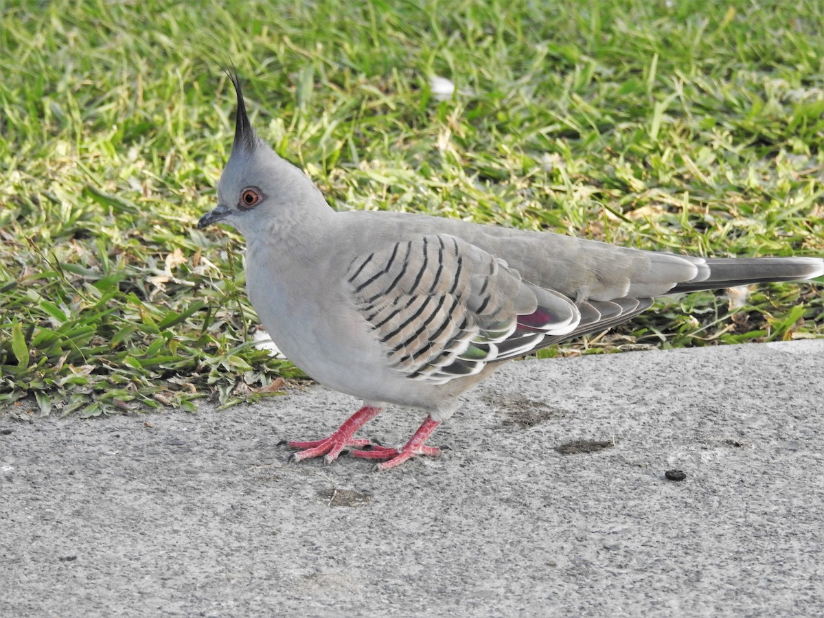 Crested Pigeon - ML559745191