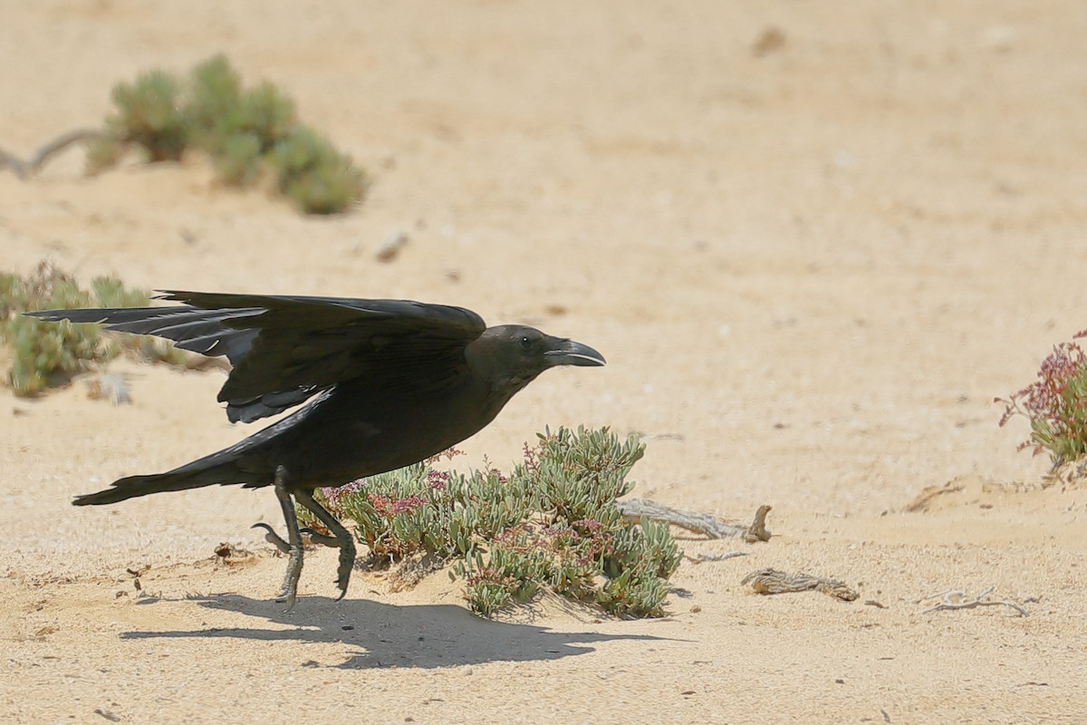 Brown-necked Raven - ML559746081
