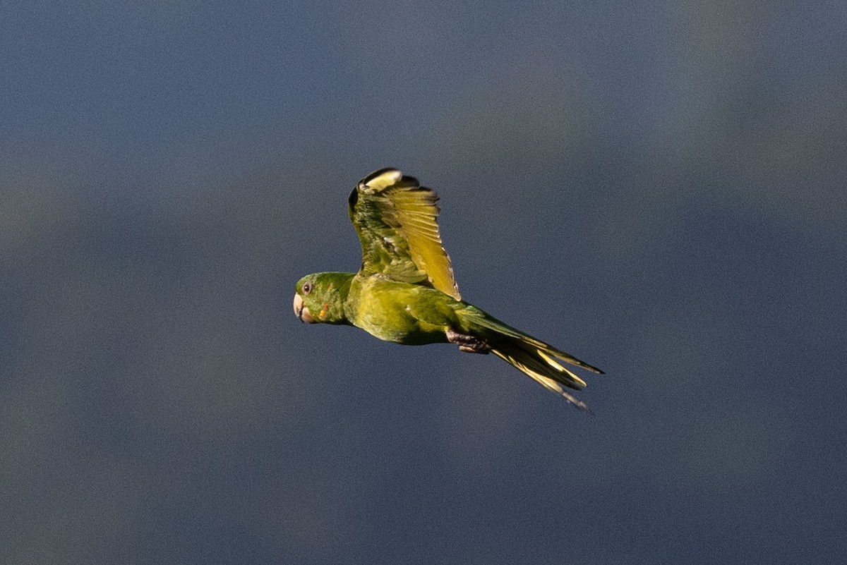 Pacific Parakeet - ML559746181