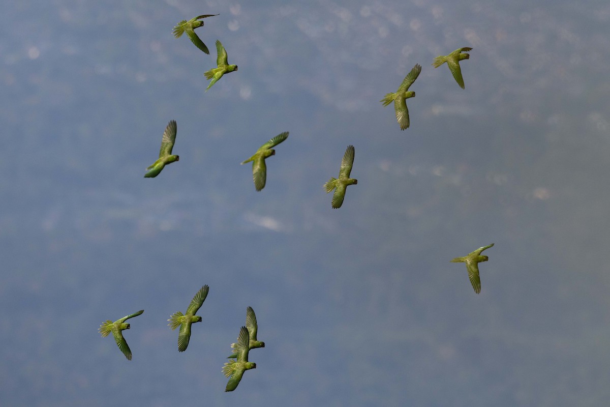 Pacific Parakeet - ML559746261
