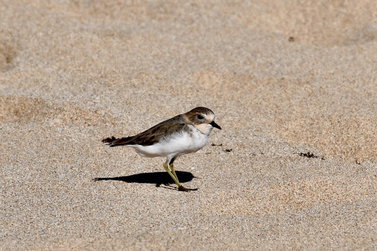 Double-banded Plover - ML559746521