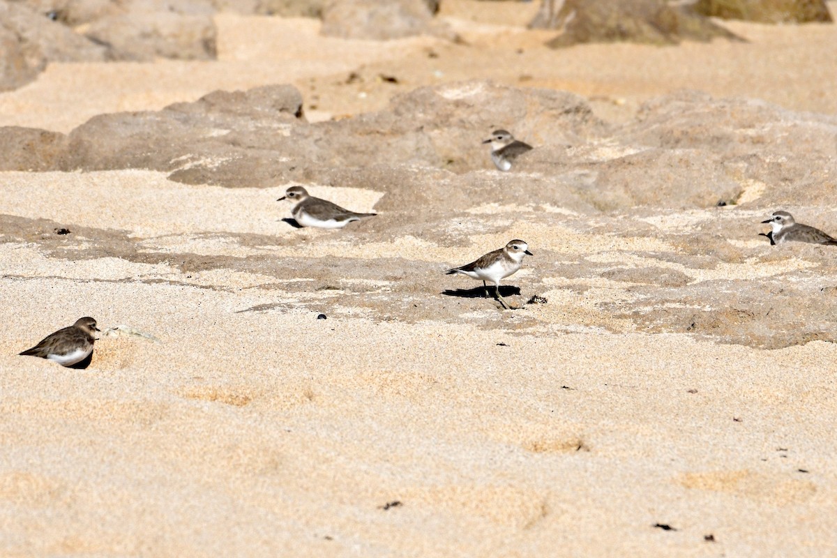 Double-banded Plover - ML559746531