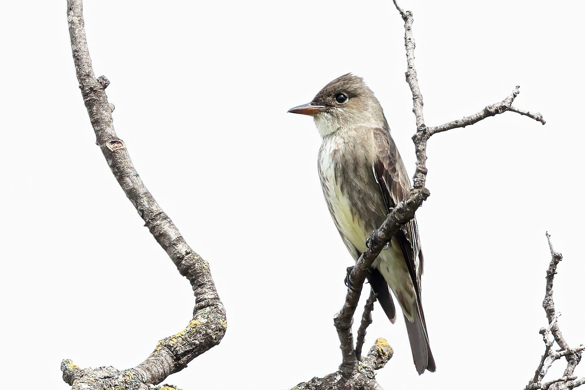 Olive-sided Flycatcher - ML559746631