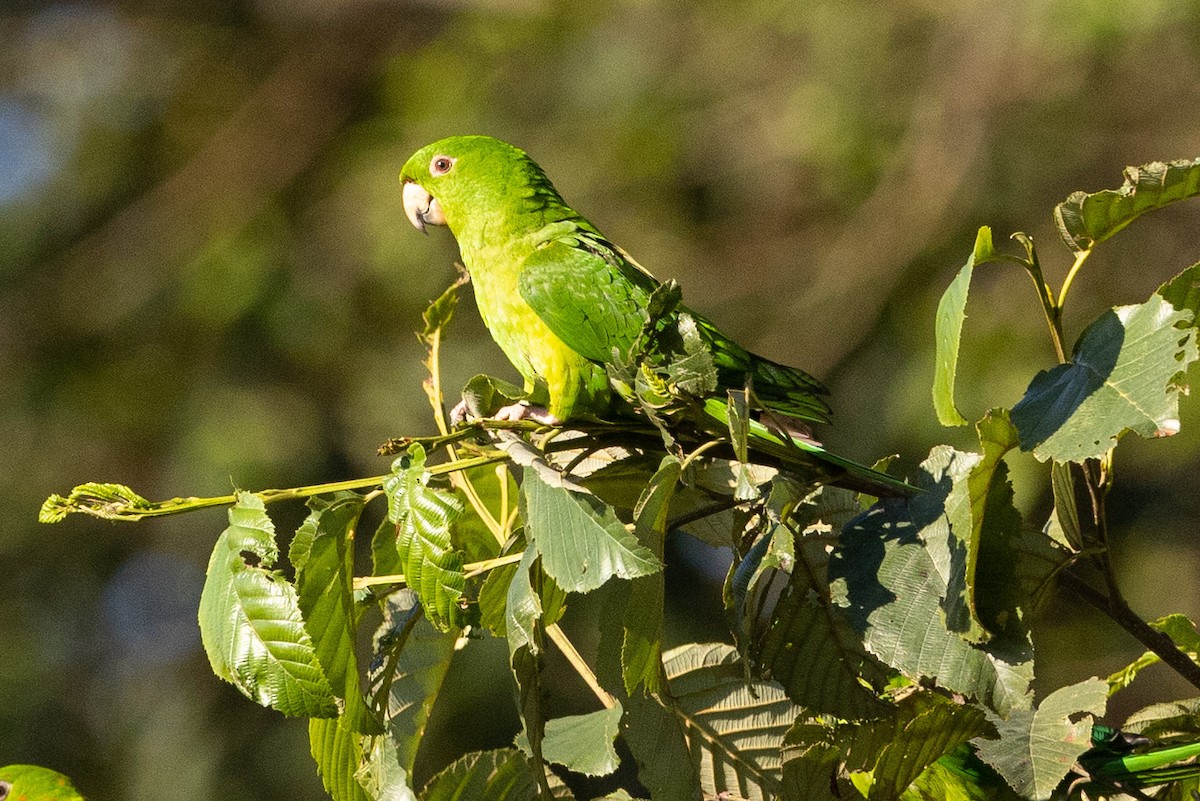 Pacific Parakeet - ML559746751