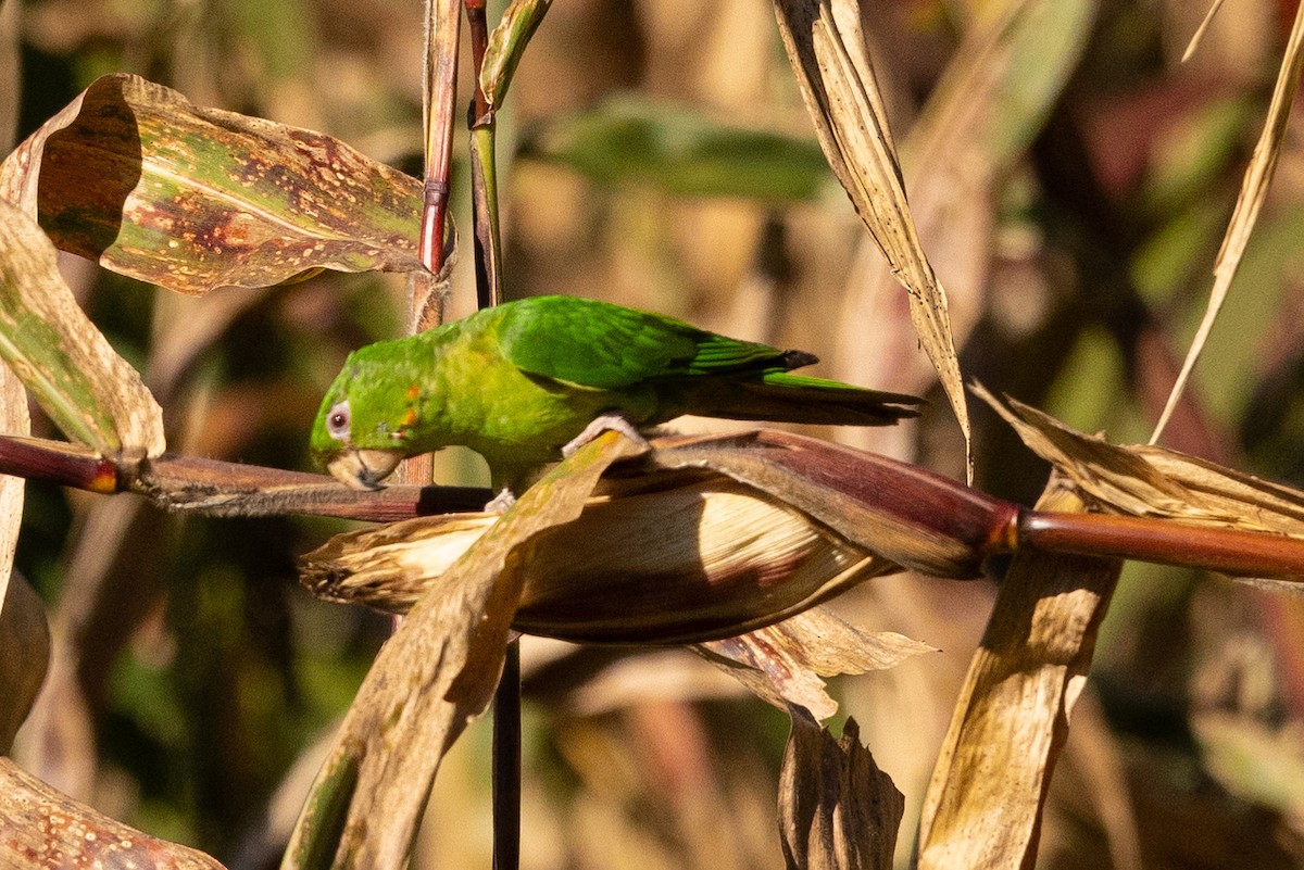 Pacific Parakeet - ML559746761