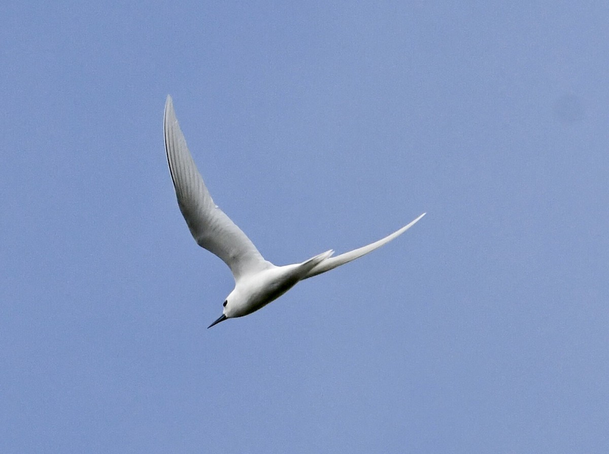 White Tern - ML559746881