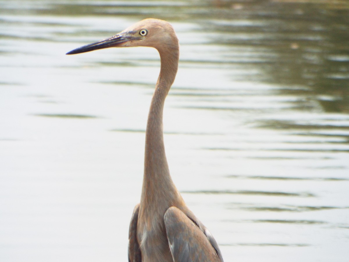 Reddish Egret - ML559747261