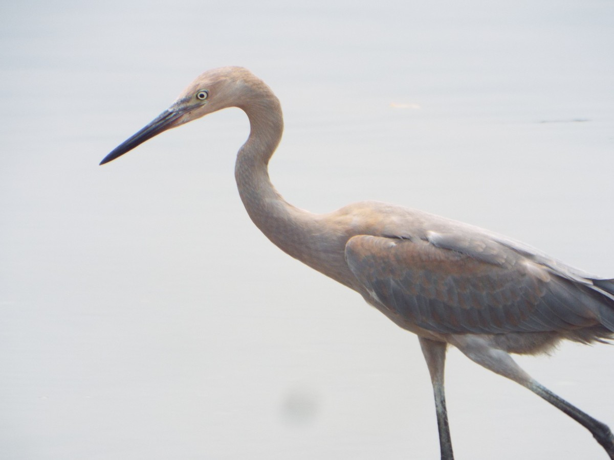 Reddish Egret - ML559747271