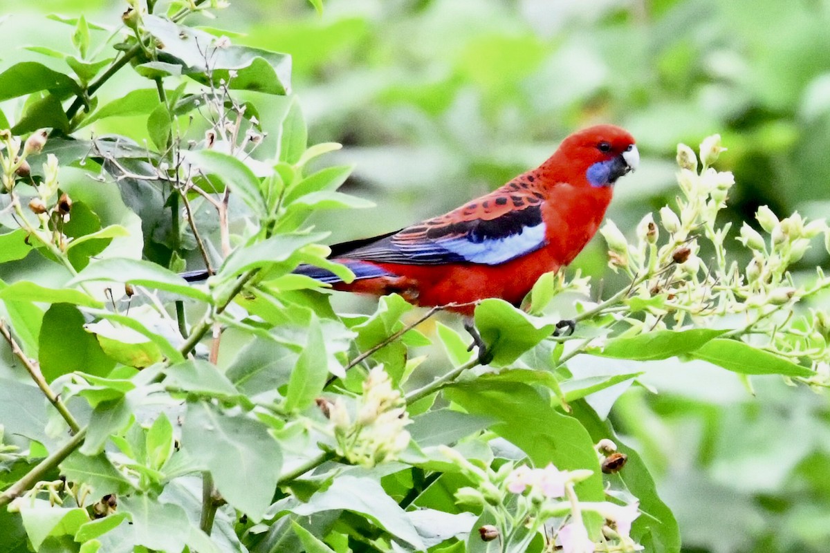 Crimson Rosella - ML559747681